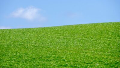 green grass field under blue sky during daytime